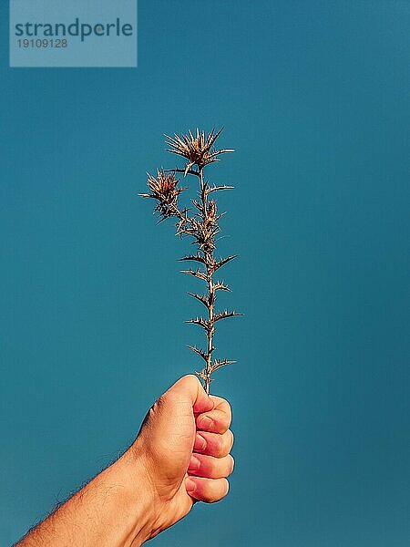 Close up Person Hand hält eine trockene Distel Dornen Pflanze über einen klaren blauen Himmel Hintergrund. Stachelige Sterndistel in Mann Faust. Herbst Saison Stimmung