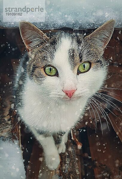 Wintersaison Katze Porträt. Close up Kätzchen im Freien Schutz vor Schnee. Schöne Kätzchen Gesicht  wunderbare Augen. Haustier draußen  verschneite Szene