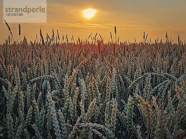 Goldenes Weizenfeld im Licht des Sonnenuntergangs. Schöne ländliche Landschaft unter der Sommersonne. Reifende Ähren  Erntezeit  landwirtschaftlichen Hintergrund