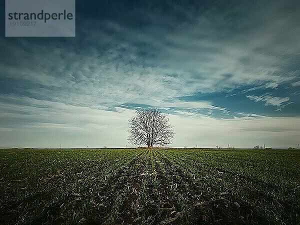 Kahler  einsamer Baum im Frühlingsfeld mit wachsenden Weizensprossen. Idyllische ländliche Landschaft  saisonale Szene