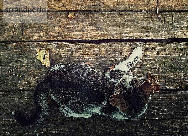 Draufsicht auf eine Katze  die auf einem rustikalen Holztisch liegt  umgeben von gefallenen trockenen Blättern. Herbstsaison Hintergrund mit Kätzchen auf alten Holzbrett mit Kopierraum für Werbung