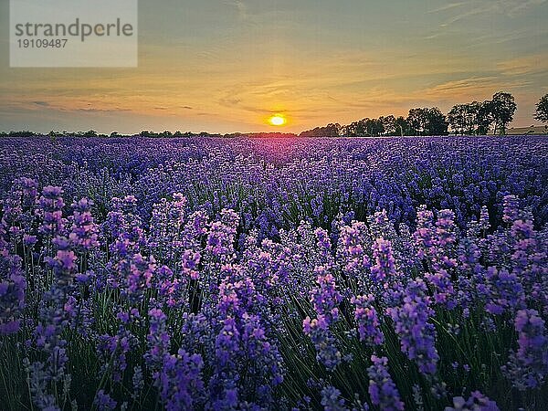 Idyllischer Blick auf ein blühendes Lavendel (lavandula) . Schöne violettblaue Blüten im warmen Licht des Sonnenuntergangs. Duftende Pflanzen blühen auf der Wiese
