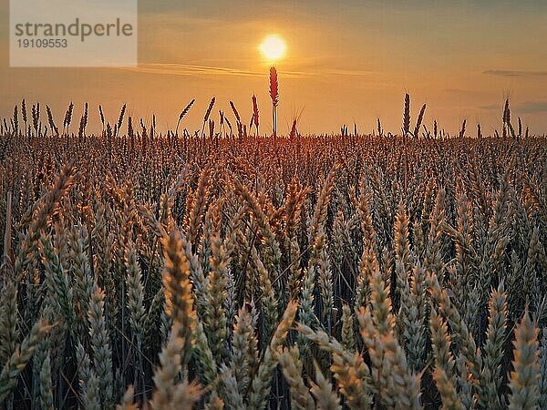 Goldenes Weizenfeld im Licht des Sonnenuntergangs. Schöne ländliche Landschaft unter der Sommersonne. Reifende Ähren  Erntezeit  landwirtschaftlichen Hintergrund