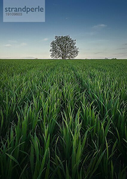Stark wachsender Solitärbaum inmitten eines Weizenfeldes. Malerische Sommerlandschaft. Schöne Szene mit grünem Gras Wiese und einem einsamen Baum unter dem blauen Himmel