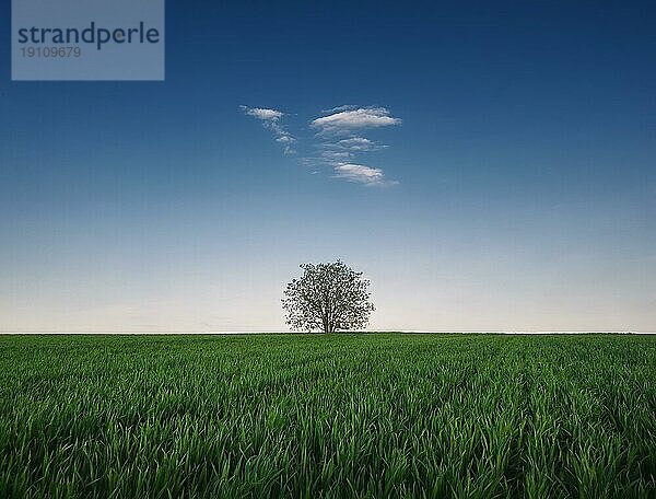 Einsamer Baum in einem wachsenden Weizenfeld. Idyllischer minimalistischer Hintergrund. Konzeptionelle Frühlingsszene mit grünem Gras Wiese und eine einzelne kleine Wolke in den blauen Himmel über dem einsamen Baum