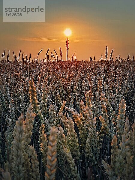 Goldenes Weizenfeld im Licht des Sonnenuntergangs. Schöne ländliche Landschaft unter der Sommersonne. Reifende Ähren  Erntezeit  vertikale landwirtschaftlichen Hintergrund