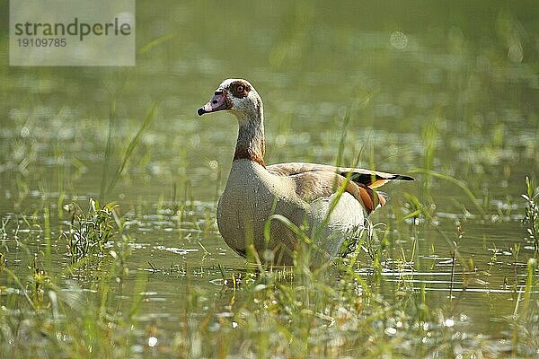 Nilgans (Alopochen aegyptiaca) bei Gegenlicht im Wasser  Allgäu  Bayern  Deutschland  Europa