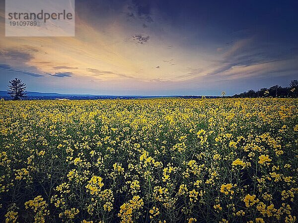 Rapsfeld unter Sonnenuntergang Himmel Hintergrund. Land mit gelben Raps Blumen in den Abend. Frühling Ackerland saisonale Blüte