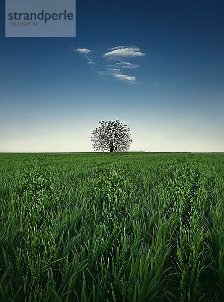 Einsamer Baum in einem wachsenden Weizenfeld. Idyllischer minimalistischer Hintergrund. Konzeptionelle Frühlingsszene mit grünem Gras Wiese und eine einzelne kleine Wolke in den blauen Himmel über dem einsamen Baum