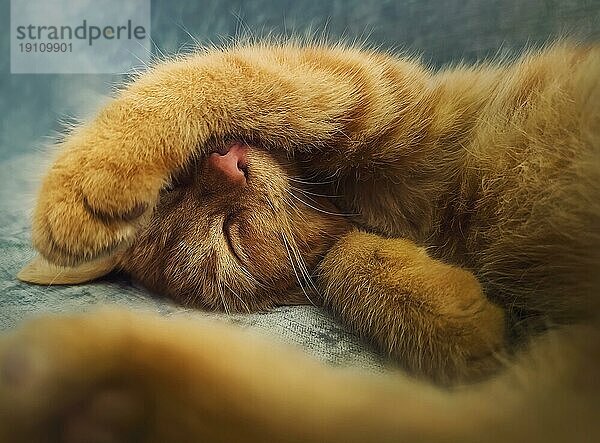 Schläfriges orangefarbenes Kätzchen macht ein Nickerchen drinnen auf dem Sofa. Kleine Ingwerkatze schläft eng in einer niedlichen Position und bedeckt ihre Schnauze mit ihren Pfoten