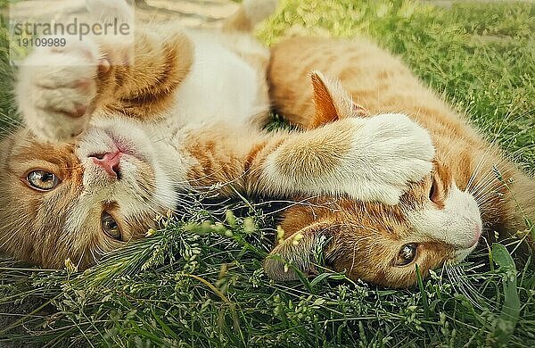 Zwei orangefarbene Kätzchen spielen zusammen im Freien auf dem Gras. Lustig und verspielt Ingwer Katzen kämpfen Spiele  beißen und umarmen