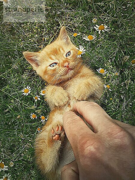 Mann streichelt ein orangefarbenes Kätzchen mit der Hand. Kleine Ingwerkatze liegt auf dem Rücken zwischen blühenden Kamille  spielen mit seinem Besitzer. Verspieltes Kätzchen  süße Streichelszene in der Natur