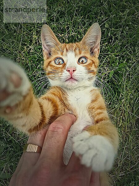 Besitzer streichelt seinen orangefarbenen Kater. Verspielte Ingwerkatze auf dem Rücken liegend im grünen Gras. Verspieltes Kätzchen  niedliche Streichelszene in der Natur