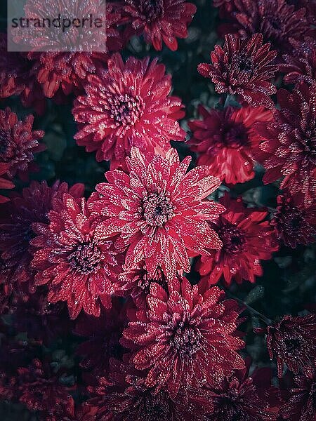 Draufsicht rote Chrysantheme Textur. Schöne Blumen im Garten mit Morgentautropfen auf den Blütenblättern. Maroon floral Muster