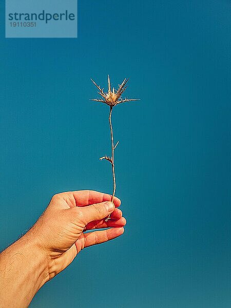 Close up Person Hand hält eine trockene Distel Dornen Pflanze über einen klaren blauen Himmel Hintergrund. Stachelige Sterndistel in Mann Arm. Herbst Saison Stimmung