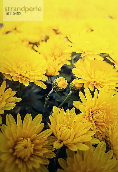 Gelbe Chrysanthemen Blumen close up vertikalen Hintergrund. Schöner Blumenstrauß