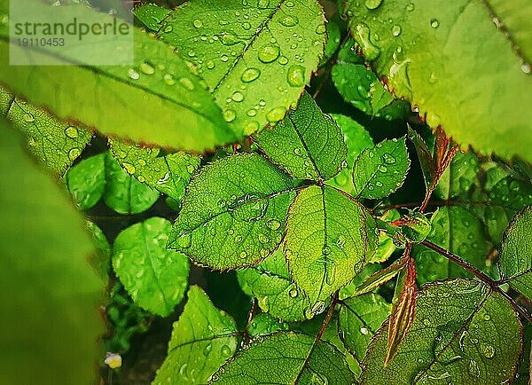 Regentropfen auf grünen Blättern. Close up Rosenblatt mit Tautropfen. Natürliche Hintergrundtexturen