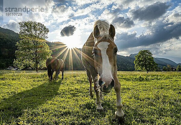 Neugieriges Haflinger Pferd (Equus ferus caballus) auf einer Weide  Sonnenstern  Neuhaus  Bayern  Deutschland  Europa