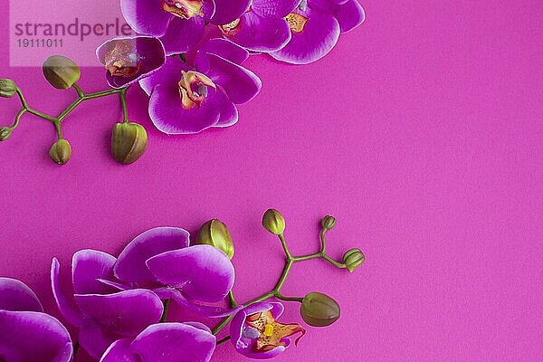 Orchidee Blumen violett Kopie Raum Hintergrund