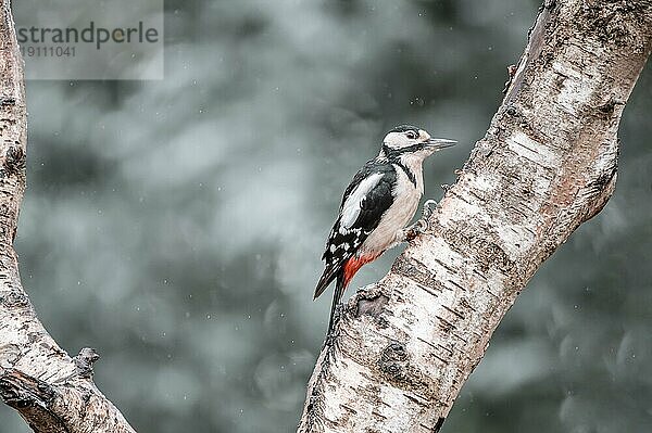 Buntspecht (Dendrocopos major)  im Regen  linksseitig an einem dicken hellen Ast sitzend  nach rechts schauend  Hintergrund hell und verschwommen mit Bokehkreisen  Overijssel  Niederlande  Europa