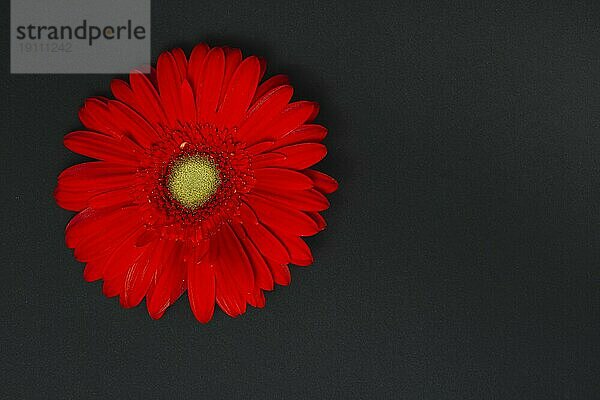 Rote Gerbera Blume dunkler Tisch