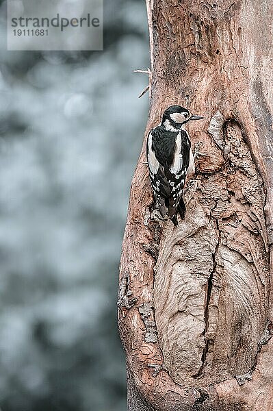 Buntspecht (Dendrocopos major) von hinten  an einem hellen Baumstamm hängend  nach rechts schauend  Hintergrund hell und verschwommen mit Bokehkreisen  Overijssel  Niederlande  Europa