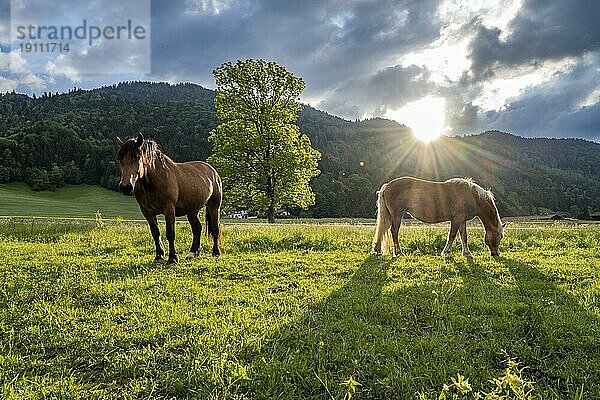 Zwei Pferde (Equus) grasen auf einer Weide  Sonnenstern  Neuhaus  Bayern  Deutschland  Europa