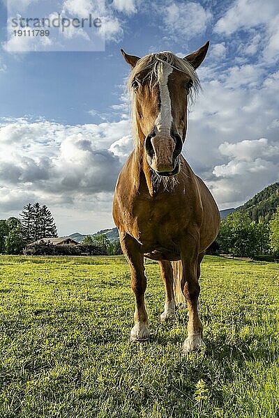 Haflinger Pferd (Equus ferus caballus) auf einer Weide  Froschperspektive  Neuhaus  Bayern  Deutschland  Europa