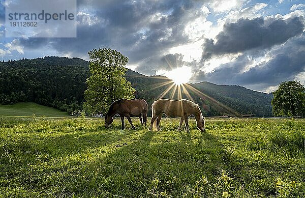 Zwei Pferde (Equus) grasen auf einer Weide  Sonnenstern  Neuhaus  Bayern  Deutschland  Europa