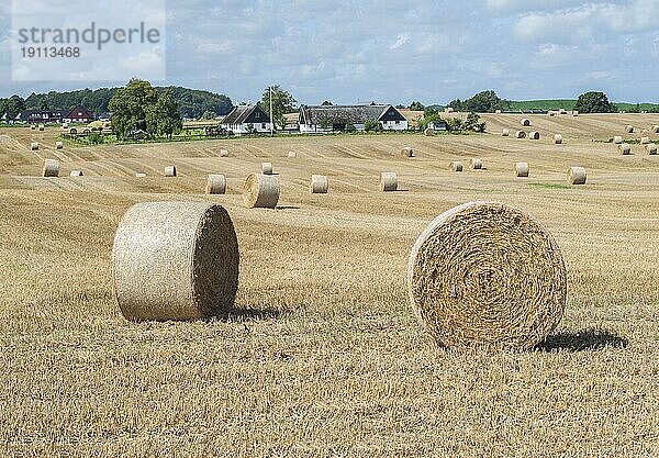 Strohballen auf Ackerland in Skurup  Schonen  Schweden  Skandinavien  Europa