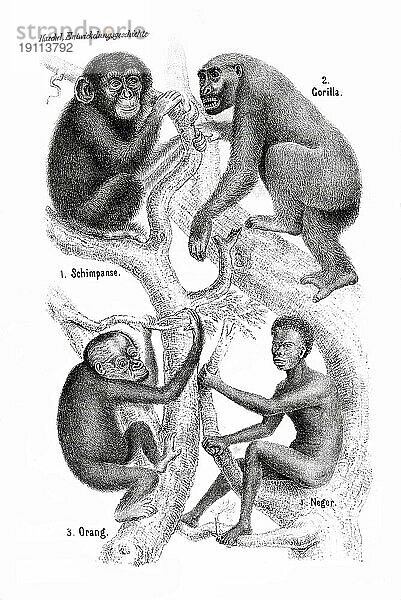 Ernst Haeckel  Anthropogenie. Gorilla und Baum des Lebens  die Entwicklung vom Affen zum Menschen  Historisch  digital restaurierte Reproduktion von einer Vorlage aus der damaligen Zeit