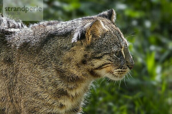 Amurleopardkatze Sibirische Leopardkatze (Prionailurus bengalensis euptilura)  Unterart der im russischen Fernen Osten beheimateten Bengalischen Leopardkatze