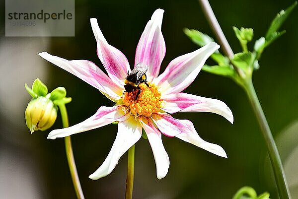 Sterndahlie (Honka Fragilis) aus der Familie der Dahlien (Dahlia) im Gegenlicht  in einem Garten in Bayern  Deutschland  Europa