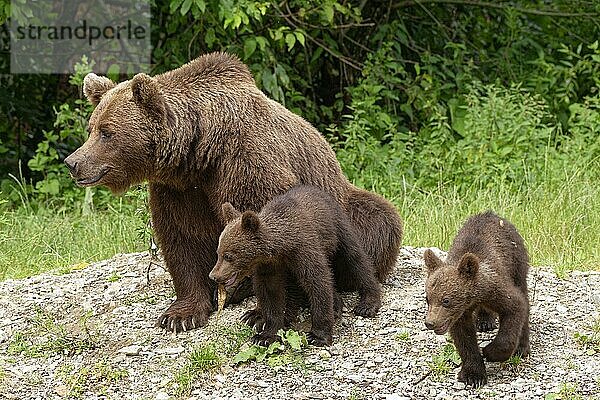 Braunbären an der Transfagara  der Transfogarascher Hochstraße im Fagaras Gebirge  auch Fogarascher Gebirge  in der Gebirgsgruppe der südlichen Karpaten. Bärin mit Jungtieren. Arges  Rumänien  Südosteuropa  Europa