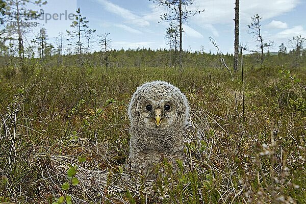 Habichtskauz (Strix uralensis) in der Taiga  Skandinavien