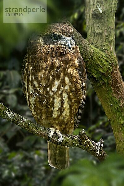 Australischer Buchfink  Südlicher Buchfink (Ninox boobook) Eulenart  die in Australien  Neuguinea  Timor und auf den Sundainseln beheimatet ist