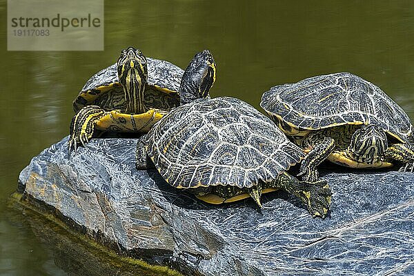 Drei Gelbbauch Schmuckschildkröten (Trachemys scripta scripta) sonnen sich auf einem Felsen in einem Teich  Land und Wasserschildkröte aus dem Südosten der Vereinigten Staaten