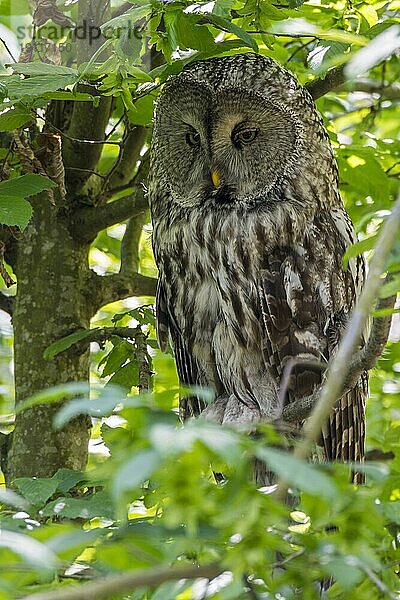 Bartkauz  Steinkauz (Strix nebulosa) auf einem Baum sitzend  Vorkommen in der nördlichen Hemisphäre