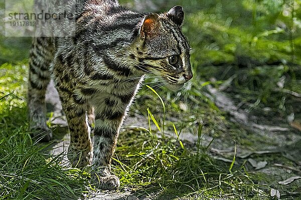 Bengalische Leopardenkatze (Prionailurus bengalensis bengalensis)  beheimatet in Sud und Ostasien  von Pakistan bis China  und wahrscheinlich auf der Malaiischen Halbinsel