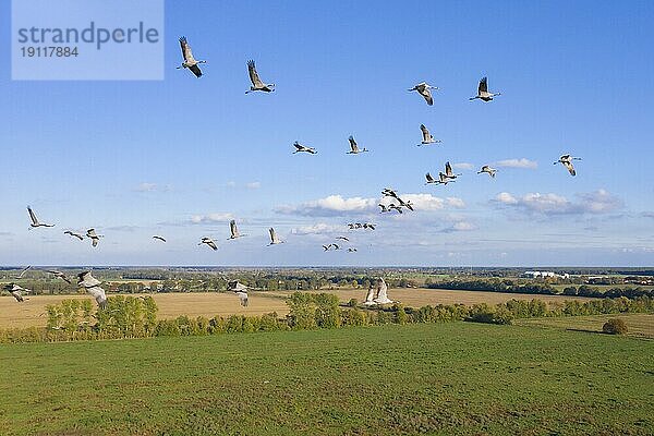 Kranichschwarm  Graue Kraniche (Grus grus) fliegt während des Herbstzuges über Ackerland  MecklenburgVorpommern Deutschland