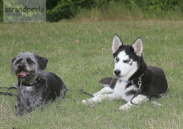 Dackel Shih Tzu Mix (Canis lupus familaris)  Rüde 4 Jahre  und Siberian Husky 5 Monate  liegen nebeneinander auf der Wiese  Nordrhein-Westfalen  Deutschland  Europa