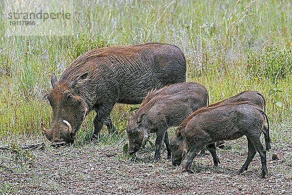 Gewöhnliches Warzenschwein (Phacochoerus africanus)  weiblich  mit vier Jungtieren auf Nahrungssuche im Pilanesberg Nationalpark  Nordwestprovinz  Südafrika