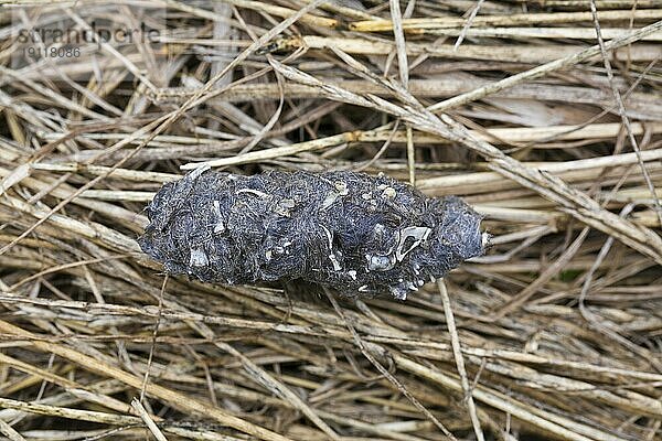 Sumpfohreule (Asio flammeus) (Asio accipitrinus) regurgitiertes Pellet mit den Überresten von Vögeln und Mäusen