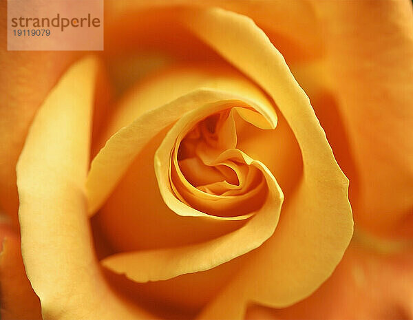 Extreme Nahaufnahme einer orangefarbenen Rose