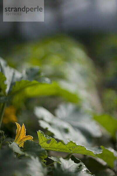 Nahaufnahme von Zucchiniblättern und -blüten