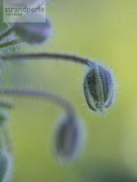 Borretsch-Sternblume auf grünem Hintergrund