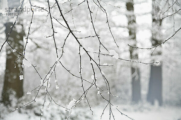 Schnee und weiße Bäume in der Winterlandschaft