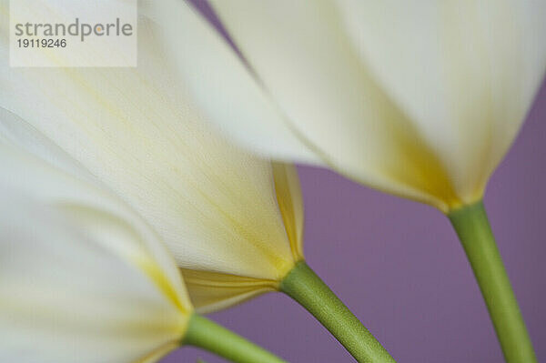 Weiße Blumen auf violettem Hintergrund