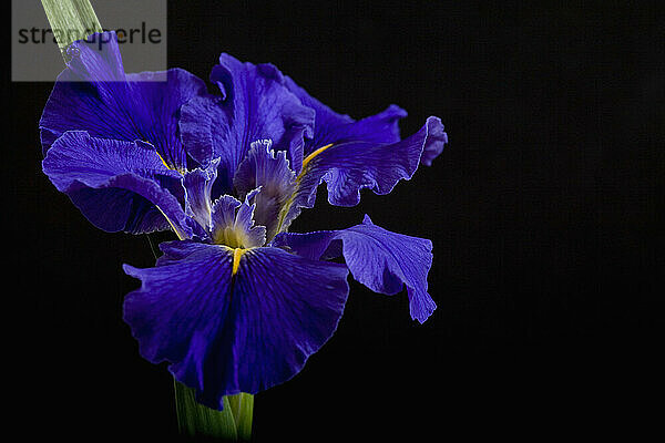 Leuchtend blaue Iris auf schwarzem Hintergrund