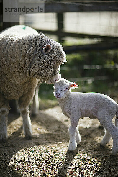 Mutterschaf berührt Lamm mit Kopf